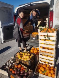 collecte des fruits par les bénévoles