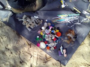 collecte de microplastiques sur la plage triés selon leur provenance (bouchons, cotons tiges, medias filtrants)