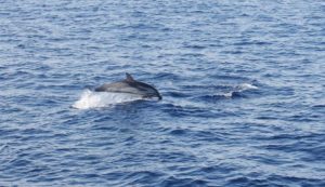observation dauphin depuis le bateau