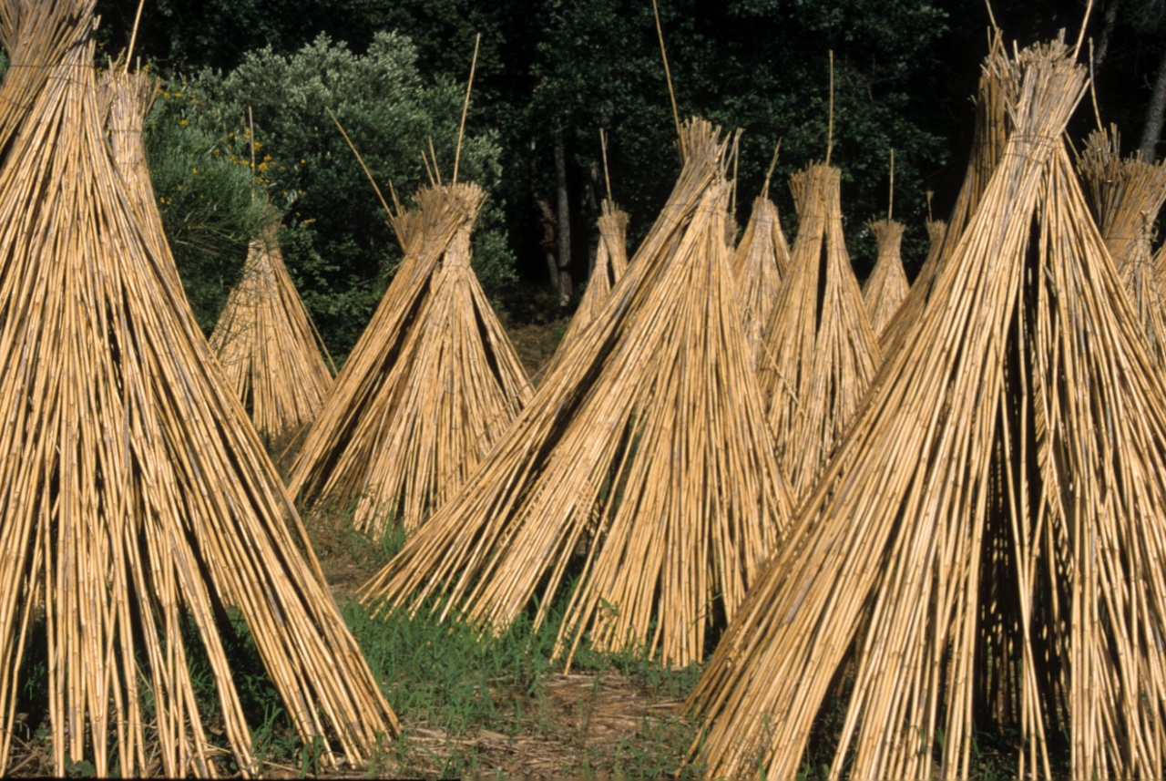La canne de Provence (Arundo donax) et ses multiples usages