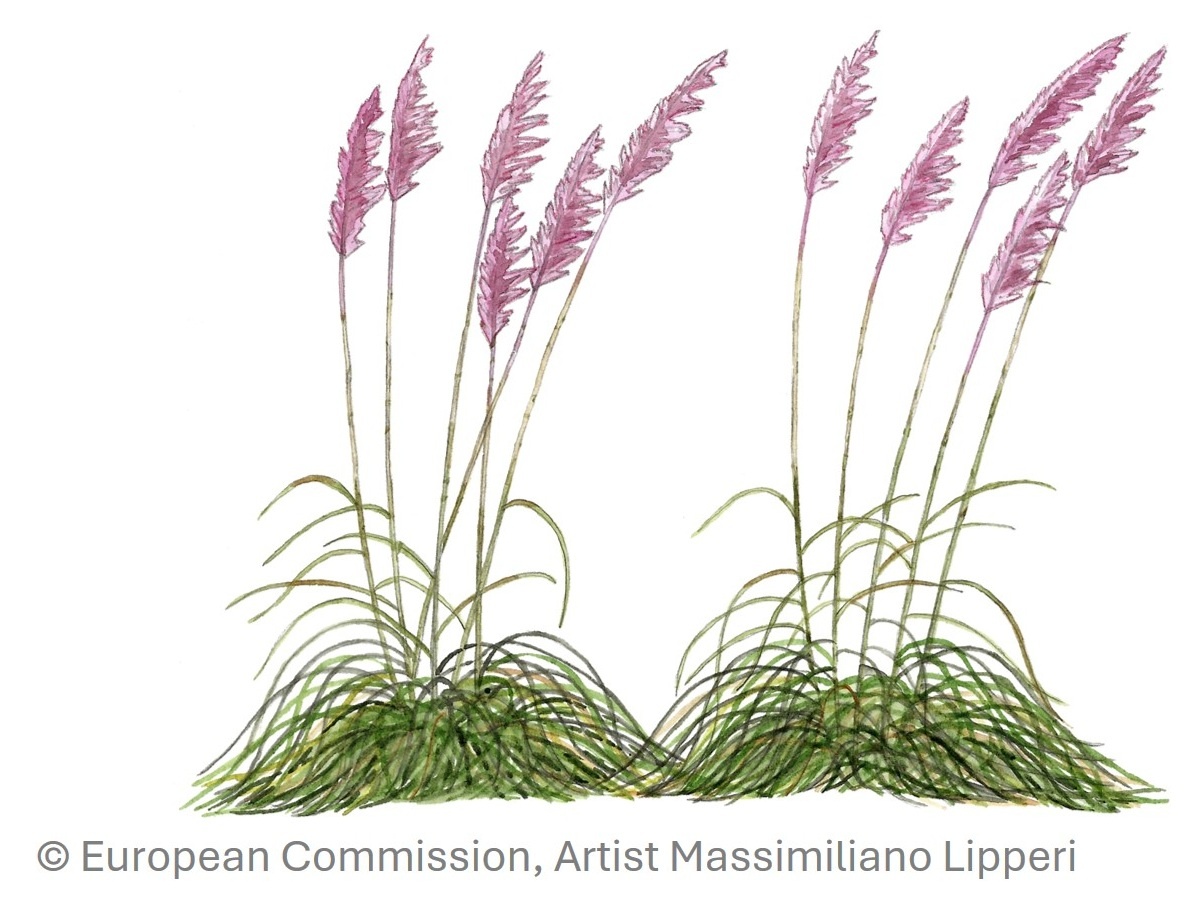 Espèces envahissantes dans le Var : des balades gratuites pour comprendre et agir